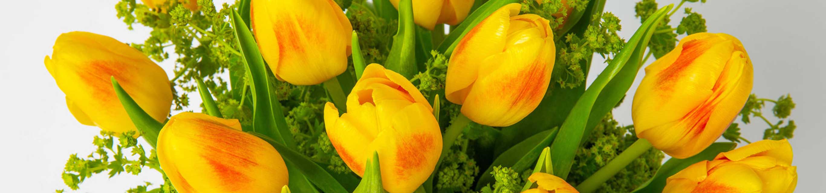 Kytice tulipánov